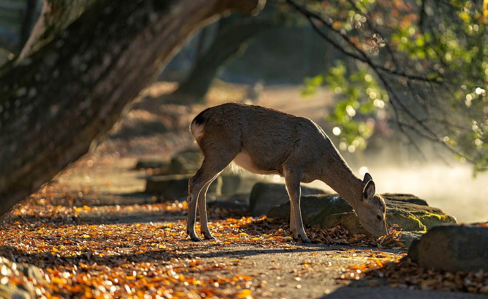 奈良県最強パワースポット神社